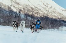 Fun & Easy Dog Sledding Adventure - Early Bird 08:10