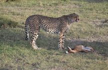 3-Day Group Safari in Masai Mara with Pick Up