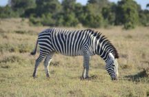 3-Day Group Safari in Masai Mara with Pick Up
