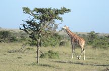 3-Day Group Safari in Masai Mara with Pick Up