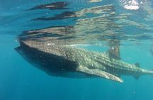 Small-Group Whale Shark and Snorkeling Tour from Cancun