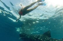 Small-Group Whale Shark and Snorkeling Tour from Cancun
