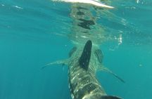 Small-Group Whale Shark and Snorkeling Tour from Cancun