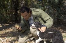 Truffle Hunting & Tasting in San Miniato Tuscany with Dogs