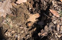 Truffle Hunting & Tasting in San Miniato Tuscany with Dogs