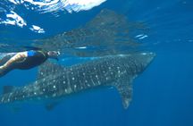 Whale Shark Tour from Holbox Island