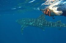 Whale Shark Tour from Holbox Island