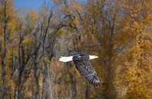 Snake River Scenic Float