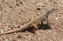 Full-Day Tour in Namib Desert from Swakopmund, Namibia