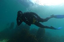 Beginner Scuba Diving Experience in Simonstown.