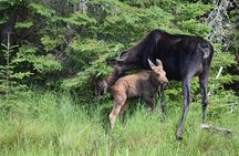 Algonquin Park Luxury 3-Day Camping & Canoeing: Moose/Beaver/Turtle Adventure
