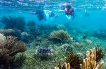 Private (only you) Reef Snorkeling in Puerto Morelos 2x40 minutes