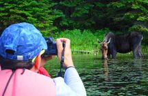 Algonquin Park Luxury 3-Day Camping & Canoeing: Moose/Beaver/Turtle Adventure