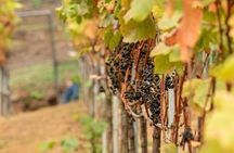 Wine Tour and Tasting