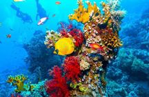 Ras Mohammed Diving Day Trip from Sharm el-Sheikh