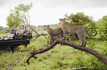 7 Day Big 5, Chimpanzee and Gorilla Tracking