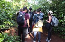 Coffee farm tour, coffee roasting and tasting experience
