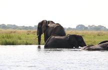 7 Day Big 5, Chimpanzee and Gorilla Tracking