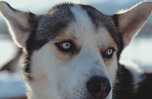 Fun & Easy Dog Sledding Adventure - Noon Tour