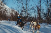 Fun & Easy Dog Sledding Adventure - Noon Tour