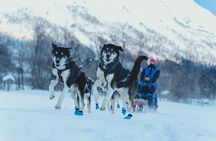 Fun & Easy Dog Sledding Adventure - Noon Tour