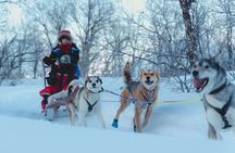 Fun & Easy Dog Sledding Adventure from Tromsø - Midday Tour