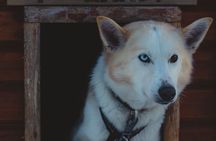 Fun & Easy Dog Sledding Adventure - Noon Tour