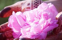 Private Excursion from Ouarzazate to Gorges Dades, Valley of Roses and Skoura