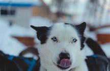 Fun & Easy Dog Sledding Adventure - Noon Tour