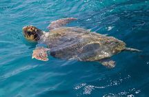 Caretta - Caretta Turtle Trip (Boat Trip)