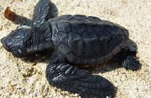 Caretta - Caretta Turtle Trip (Boat Trip)
