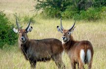 2-Day Private Safari of Murchison Falls National Park