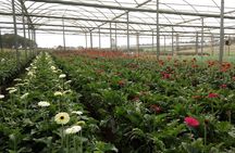 Holambra - The City of Flowers