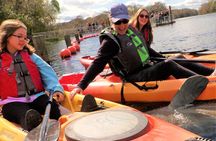 Blue Springs Kayak & Swim Wildlife Adventure