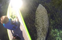 Blue Springs Kayak & Swim Wildlife Adventure
