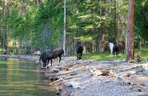 Flathead Lake Private Sunset Wild Horse Island Boat Tour