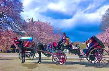VIP Central Park Champagne Tour with Photos(50 min)~Skip the line