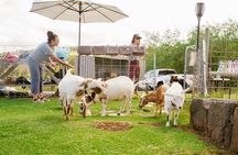 Sunset Maui Goat Yoga with Live Music