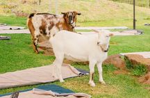 Sunset Maui Goat Yoga with Live Music