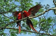 Rainforest Peru 3 days tour