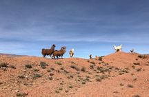 Train to the Clouds Experience with Transfers from Salta Hotels