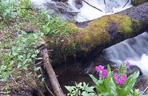 Women's Hike to Ouzel Falls in Rocky Mountain National Park