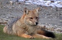 5-Hour National Park + City tour - USHUAIA (Private Tour)