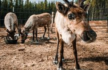 Walking with Reindeer Experience