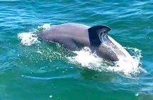 Frisky Mermaid Dolphin + Scenic Bay Sightseeing Tour