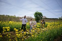 Istria Wine Tour from Rijeka and Opatija
