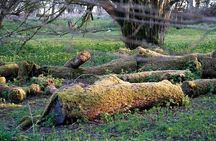 Prehistoric Britain: Ancient Caves, Stonehenge & Haunted Forest