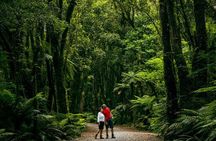 Fox Glacier Nature Tour