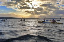 Harbour Bridge Breakfast Paddle