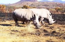 2 Day Pilanesberg national park Guided Tour
